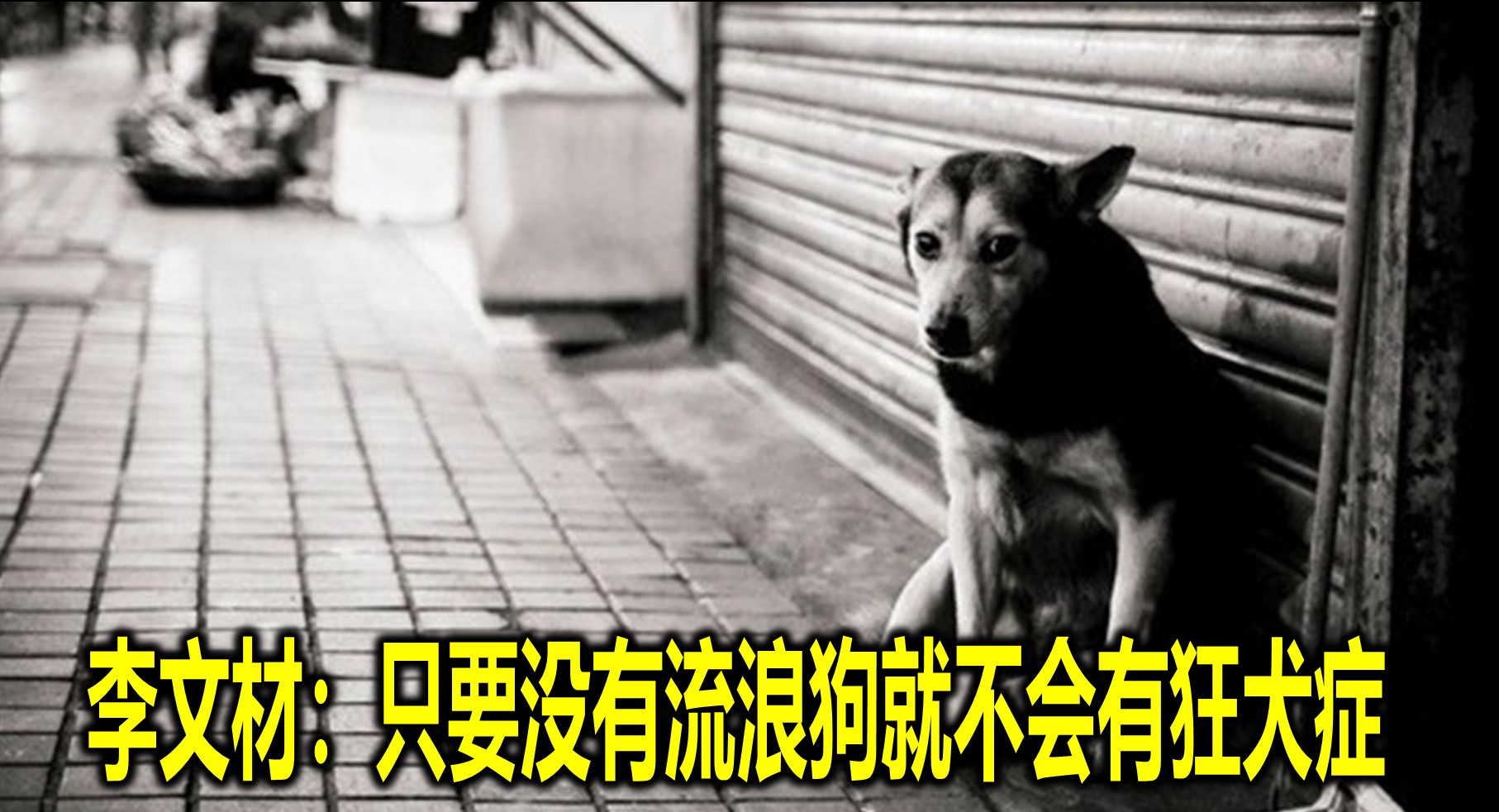李文材：只要没有流浪狗就不会有狂犬症