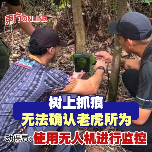 树上抓痕无法确认老虎所为　动保局：使用无人机进行监控