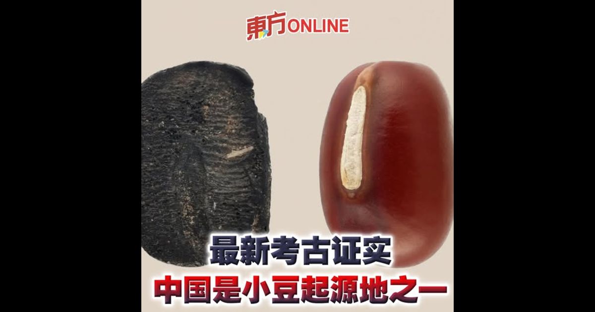 最新考古证实　中国是小豆起源地之一