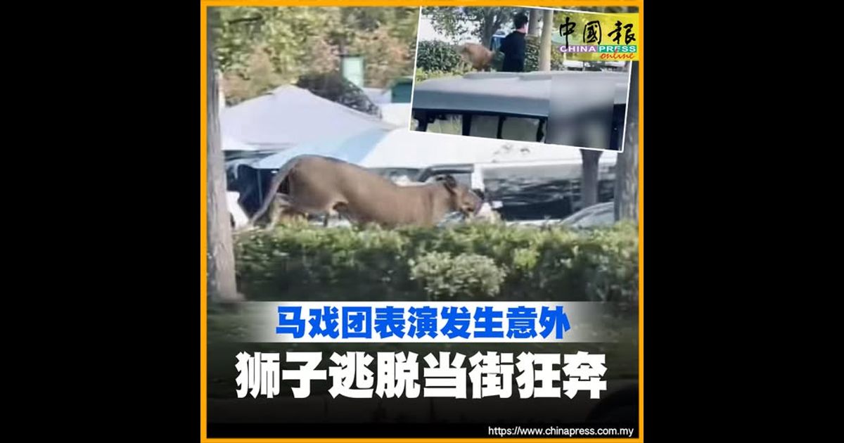 马戏团表演发生意外 狮子逃脱当街狂奔