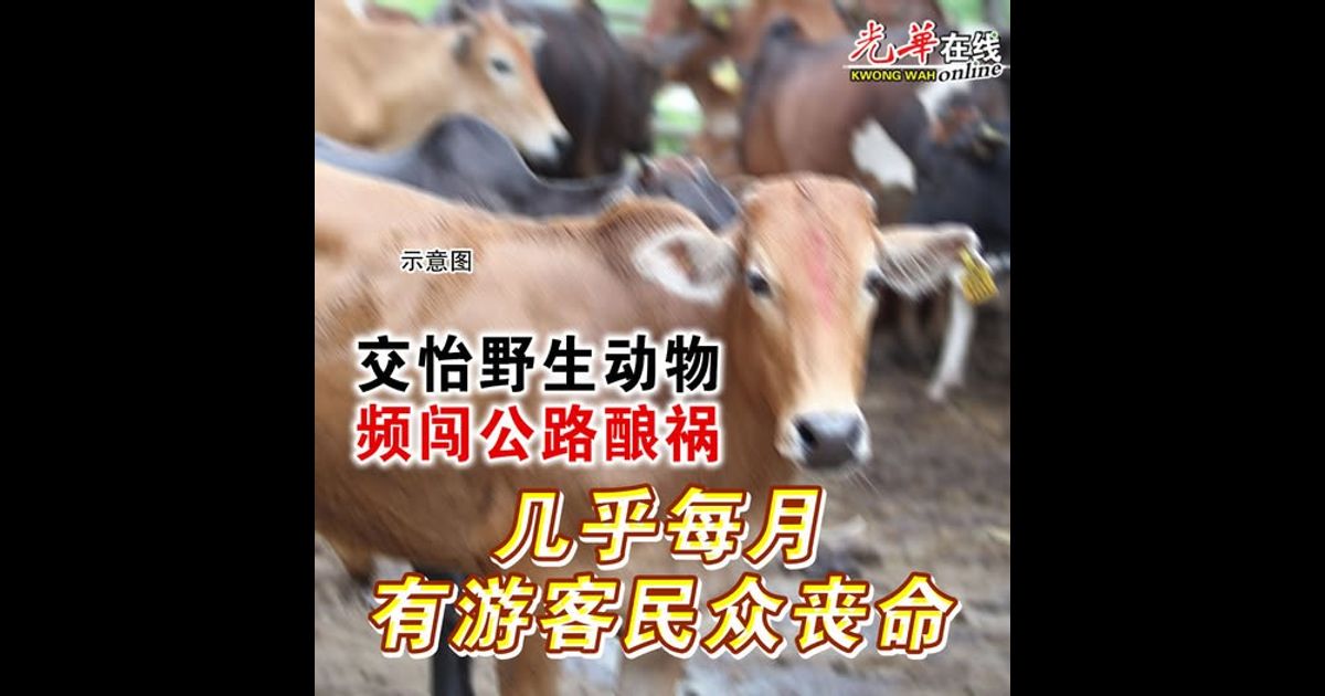 交怡野生动物频闯公路酿祸  几乎每月有游客民众丧命