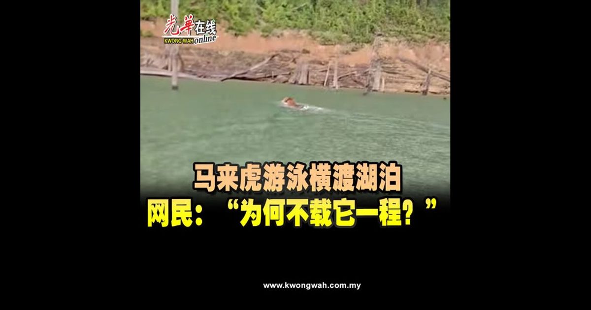 马来虎游泳横渡湖泊　网民：“为何不载它一程？” （附视频）