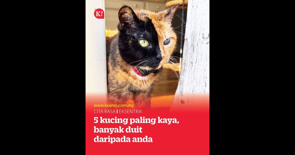 5 kucing terkaya dunia, kalah manusia!