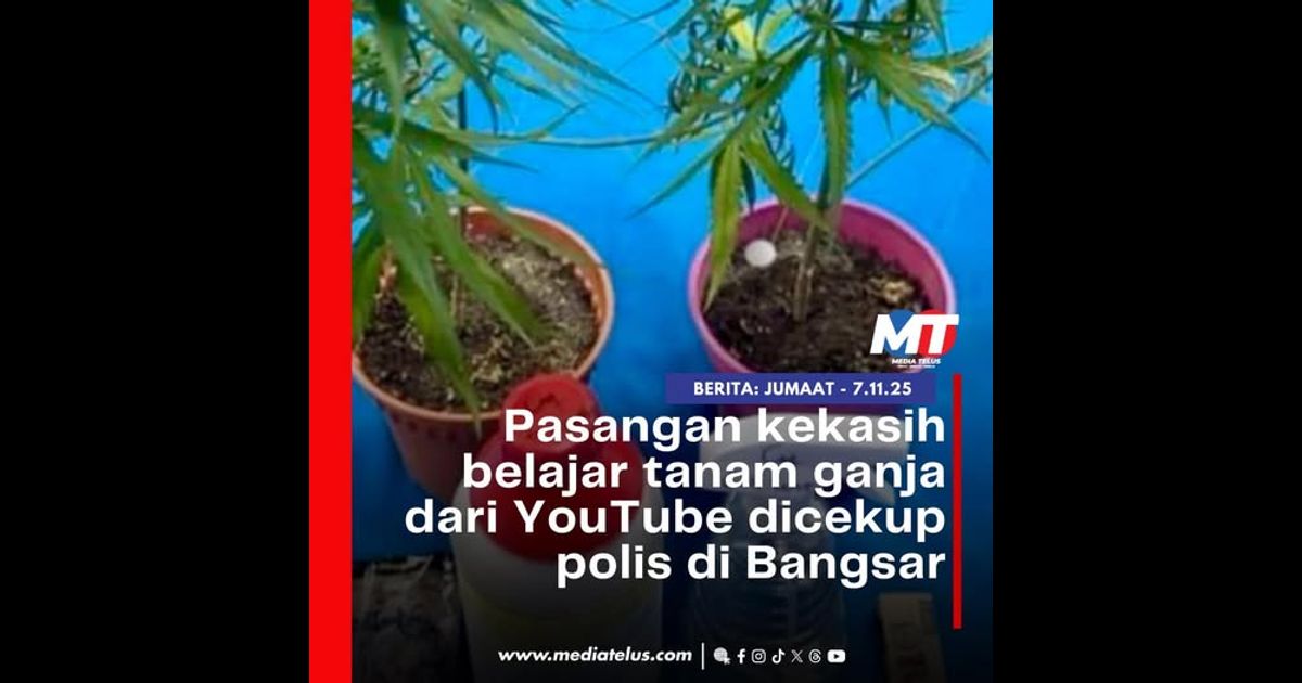 Pasangan kekasih belajar tanam ganja dari YouTube dicekup polis di Bangsar