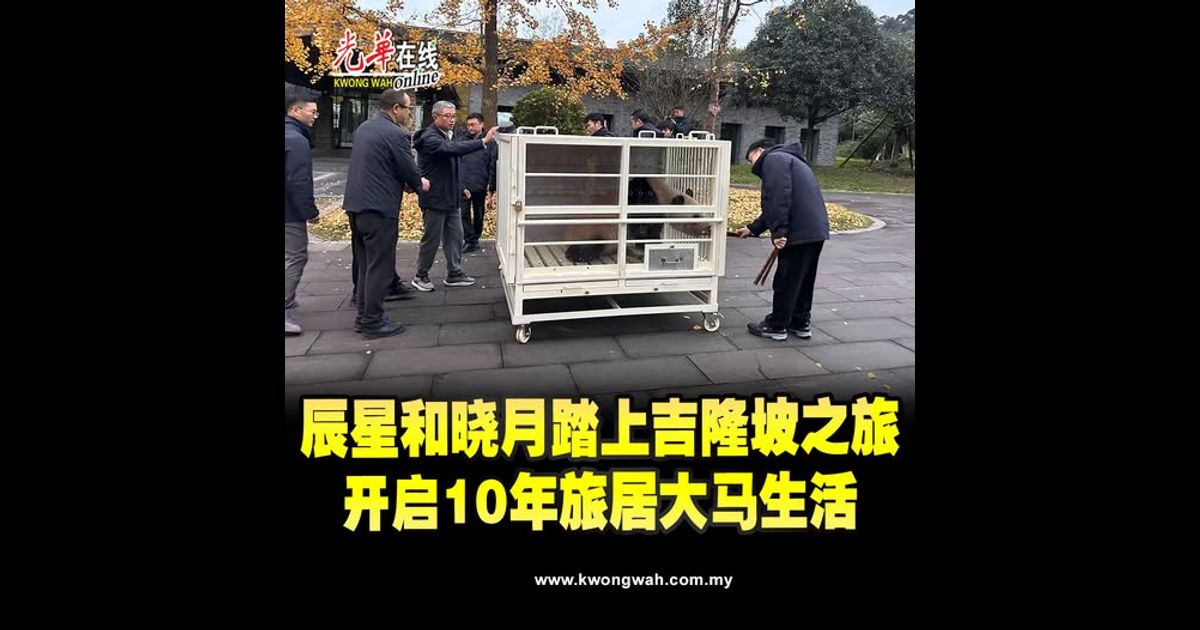熊猫辰星和晓月踏上吉隆坡之旅 开启10年旅居大马生活