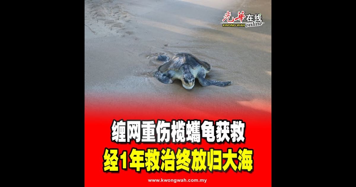 缠网重伤榄蠵龟获救 经1年救治终放归大海