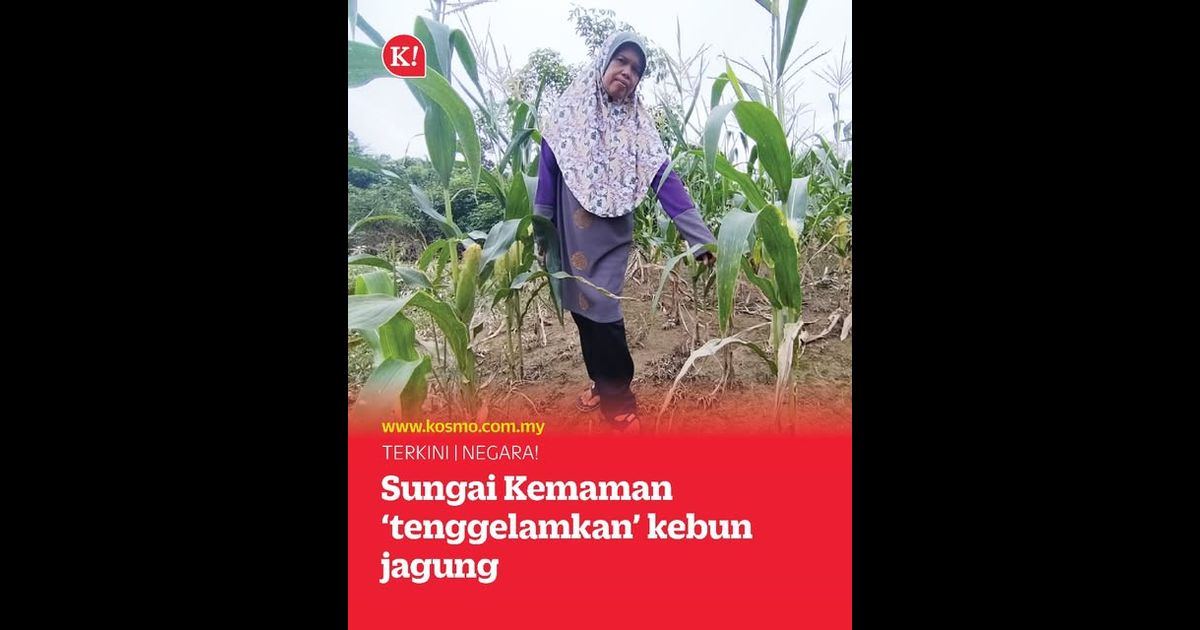 Sungai Kemaman ‘tenggelamkan’ kebun jagung