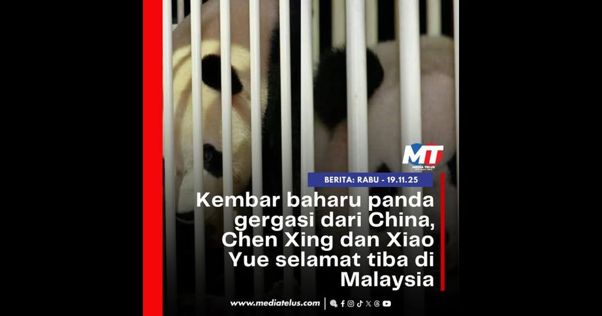 Kembar baharu panda gergasi dari China, Chen Xing dan Xiao Yue selamat tiba di Malaysia