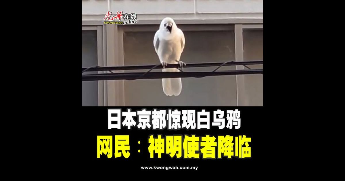 日本京都惊现白乌鸦 网民︰神明使者降临