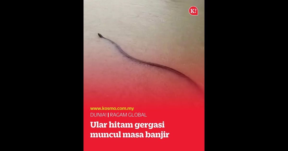 Ular hitam gergasi muncul masa banjir