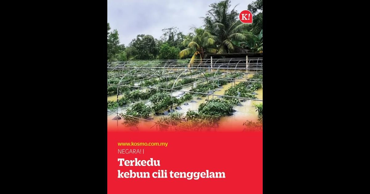 Terkedu kebun cili tenggelam