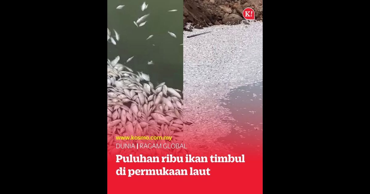 Puluhan ribu ikan timbul di permukaan laut