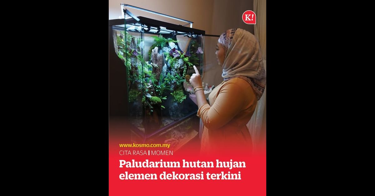 Paludarium pilihan dekorasi, siap berkabus-kabus bak hutan hujan sebenar!