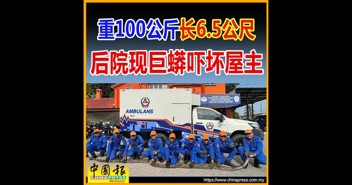 野新住户惊见百公斤巨蟒 6.5公尺长蛇潜伏住家后方