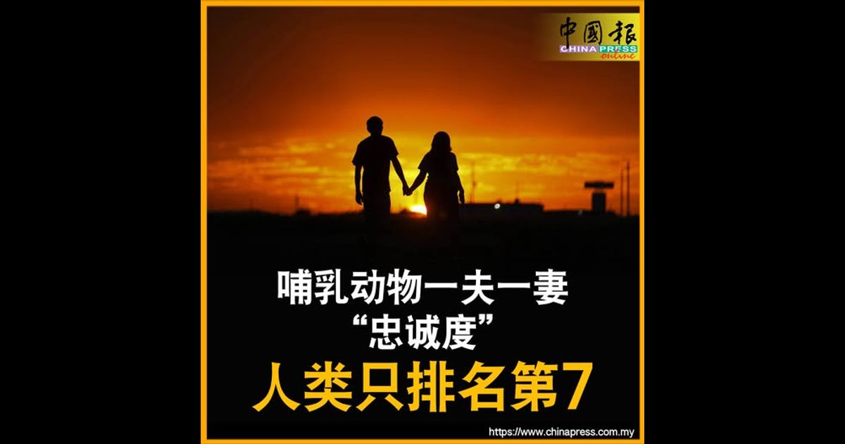 哺乳动物一夫一妻“忠诚度” 人类只排名第7