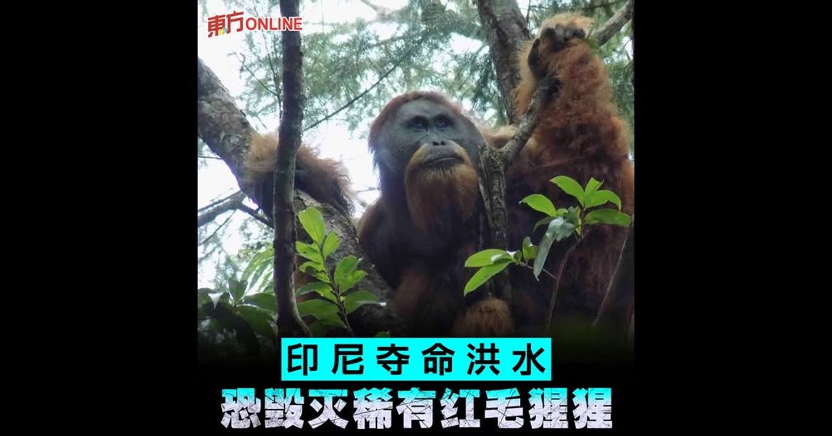 印尼夺命洪水 恐毁灭稀有红毛猩猩
