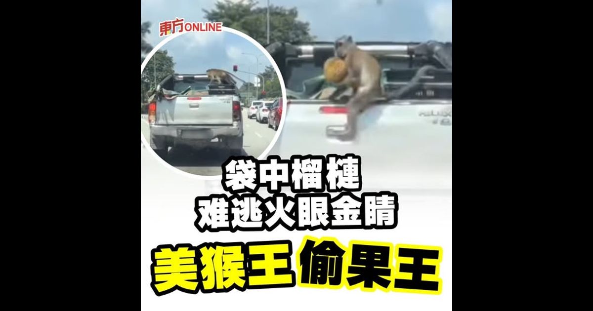 袋中榴梿难逃火眼金睛　美猴王拎起果王速撤离