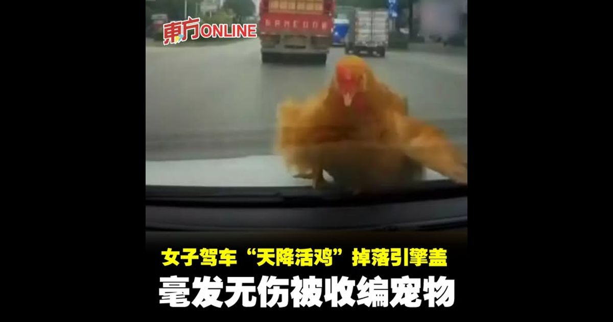 女子驾车“天降活鸡”掉落引擎盖　毫发无伤被收编宠物