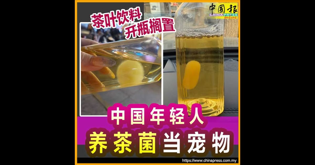 茶叶饮料开瓶搁置 中国年轻人养茶菌当宠物