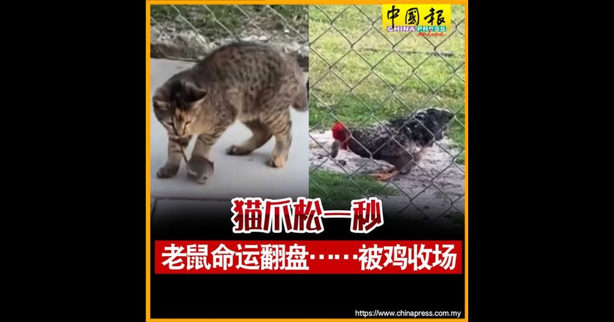 猫爪松一秒 老鼠命运翻盘……被鸡收场