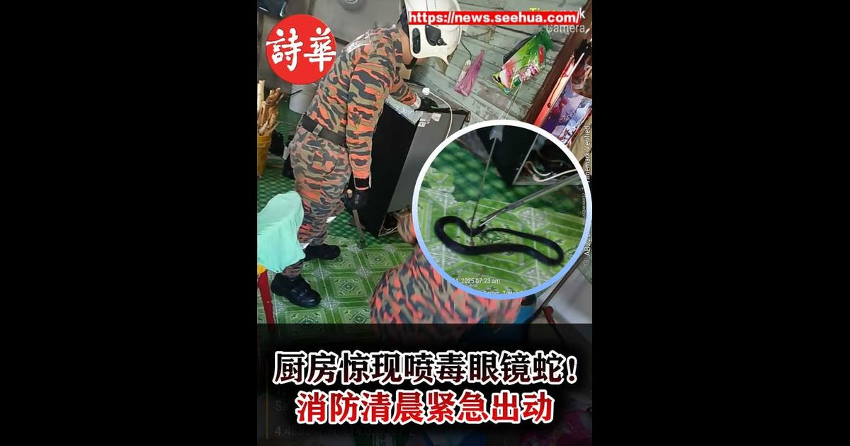 厨房惊现喷毒眼镜蛇！消防清晨紧急出动