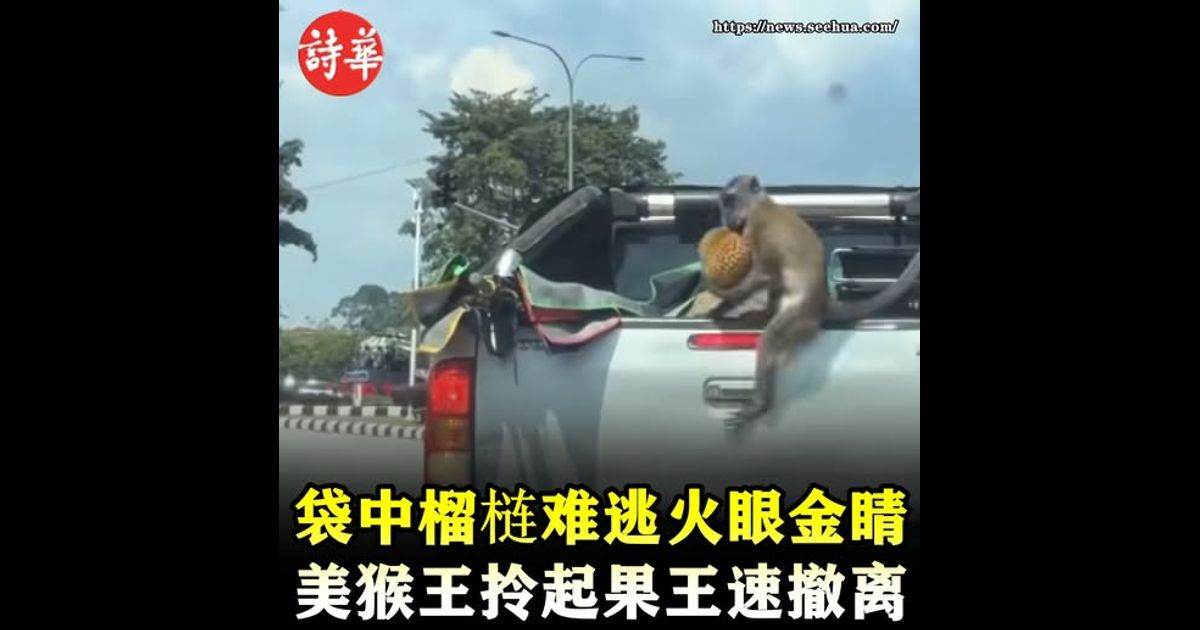 袋中榴梿难逃火眼金睛　美猴王拎起果王速撤离