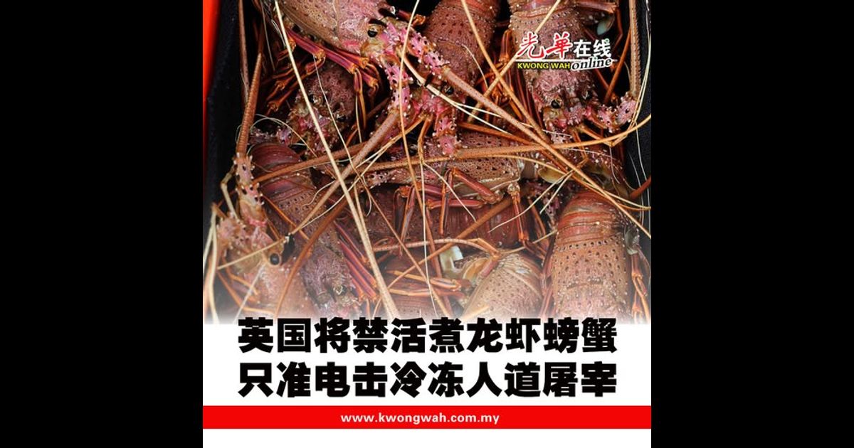 英国将禁活煮龙虾螃蟹 只准电击冷冻人道屠宰