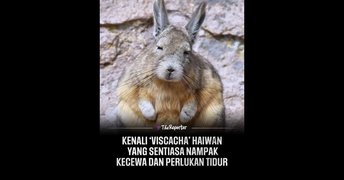 Kenali Viscacha iaitu haiwan yang sering digelar sebagai makhluk paling kecewa dan sentiasa nampak memerlukan tidur.