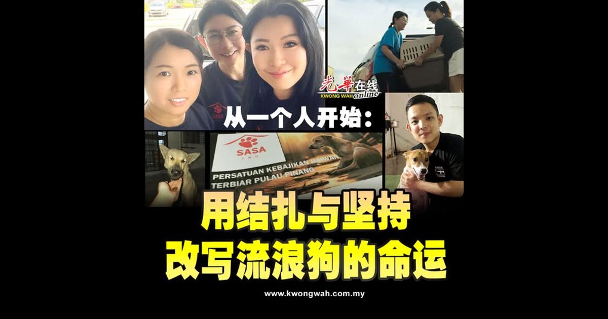 从一个人开始：用结扎与坚持 改写流浪狗的命运