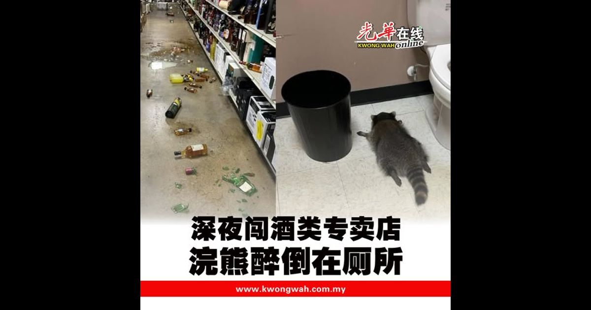 深夜闯酒类专卖店 浣熊醉倒在厕所