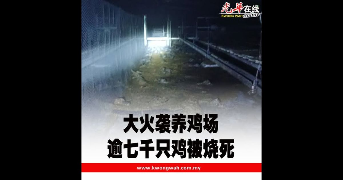 大火袭养鸡场 逾七千只鸡被烧死