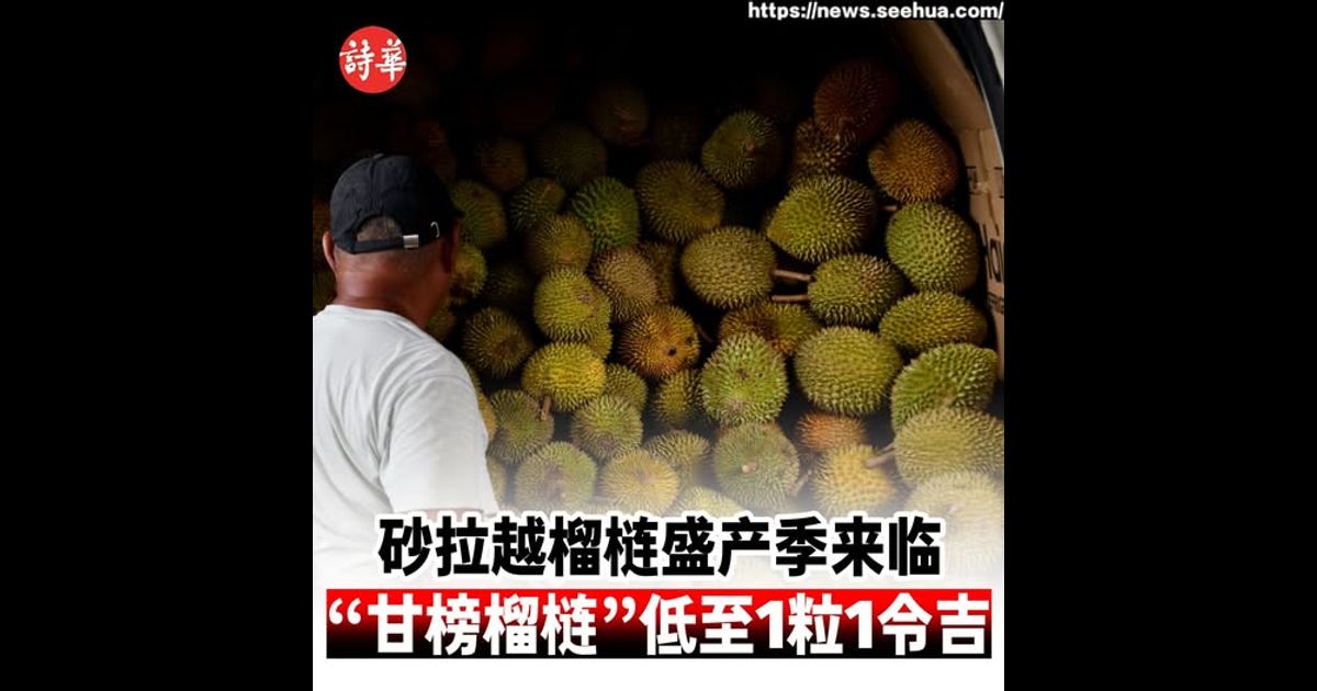 砂拉越榴梿盛产季来临 “甘榜榴梿”低至1粒1令吉