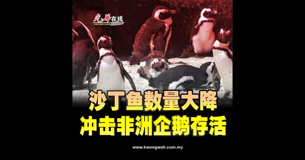 沙丁鱼数量大降 冲击非洲企鹅存活