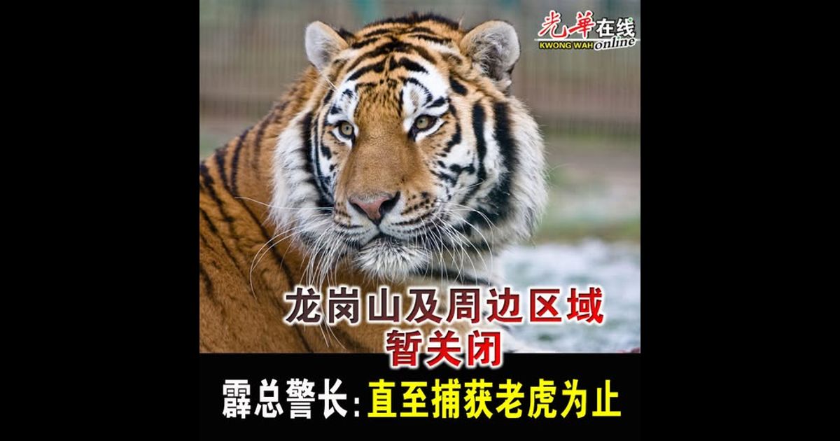 龙岗山及周边区域暂关闭 霹总警长:直至捕获老虎为止