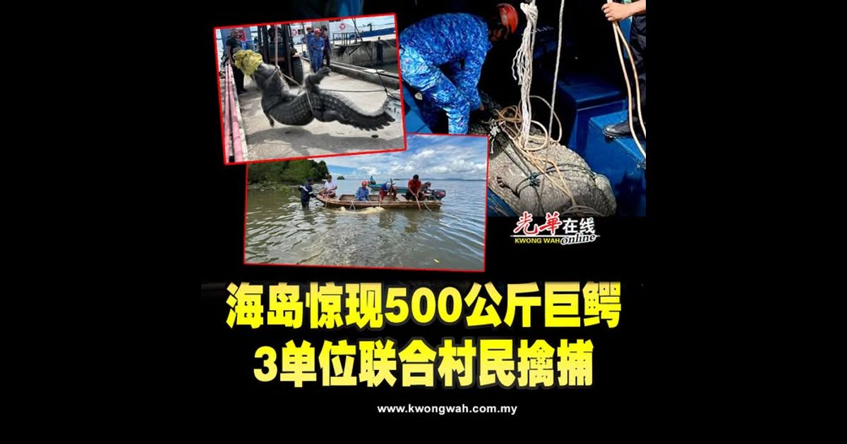 海岛惊现500公斤巨鳄　3单位联合村民擒捕