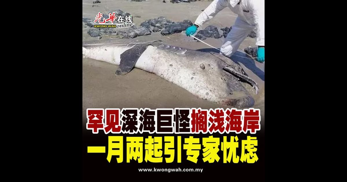 罕见“深海巨怪”搁浅海岸 一月两起引专家忧虑