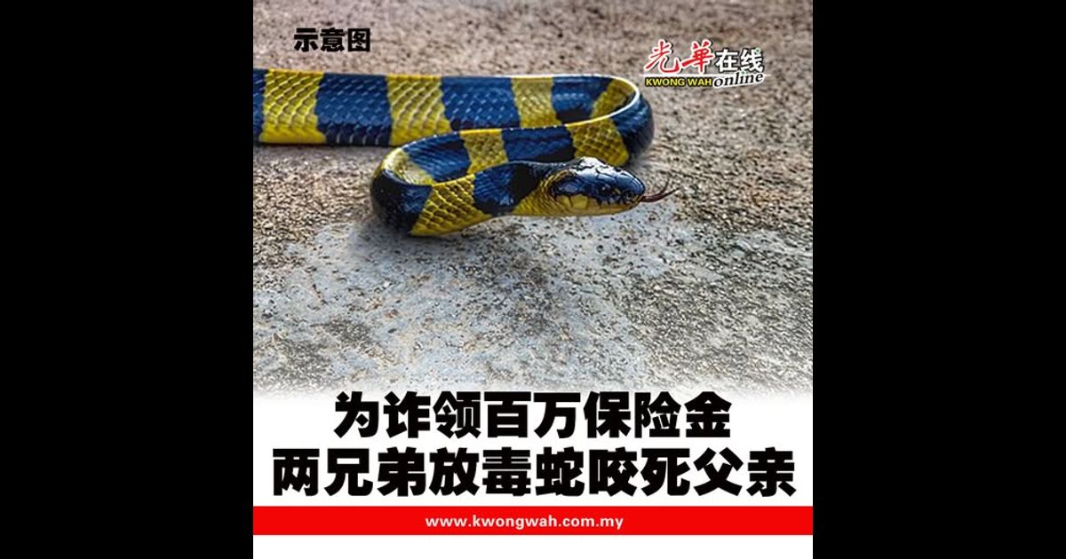 为诈领百万保险金 两兄弟放毒蛇咬死父亲