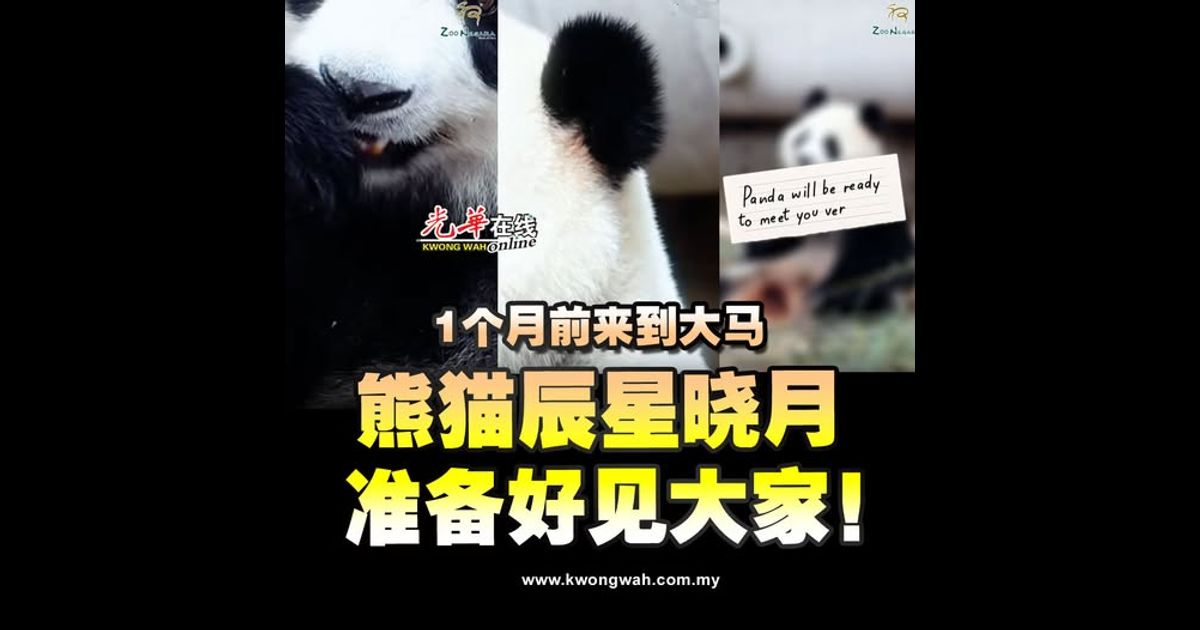 1个月前来到大马 熊猫辰星晓月 准备好见大家！
