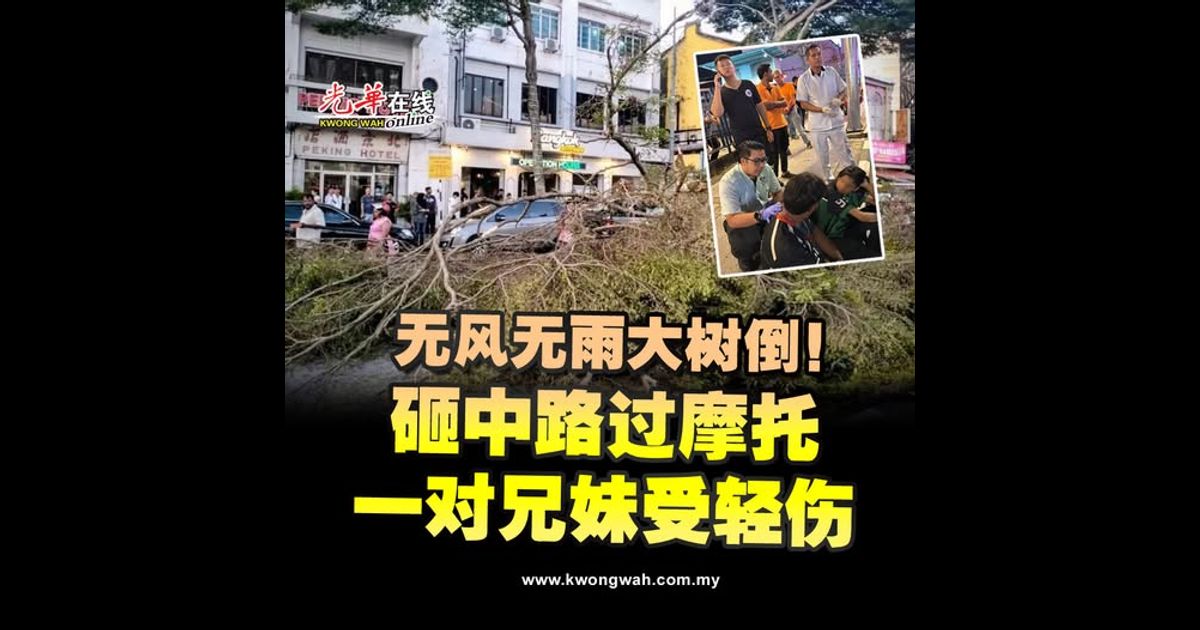 无风无雨大树倒 砸中路过摩托 一对兄妹受轻伤