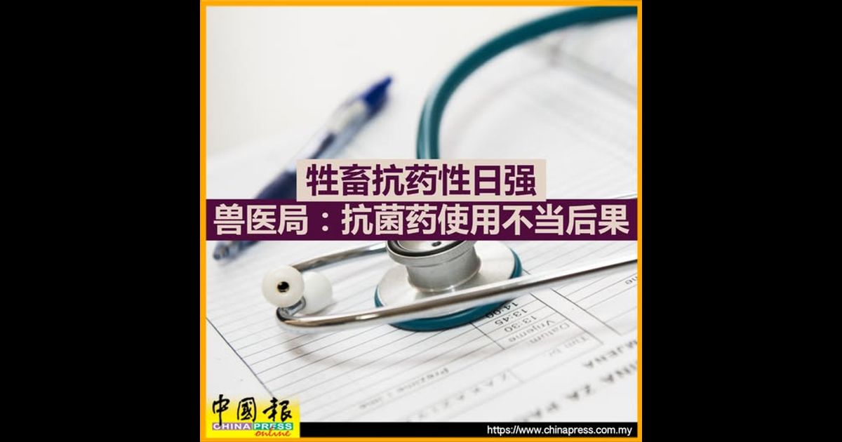 牲畜抗药性日强 兽医局：抗菌药使用不当后果