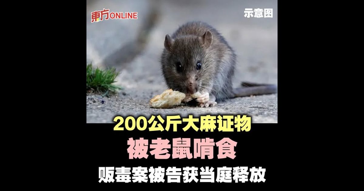 200公斤大麻证物被老鼠啃食　贩毒案被告获当庭释放