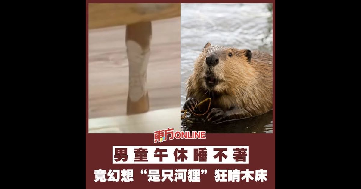 男童午休睡不著　竟幻想“是只河狸”狂啃木床