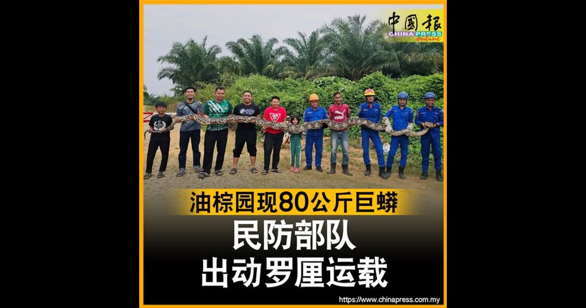 油棕园现80公斤巨蟒 民防部队出动罗厘运载