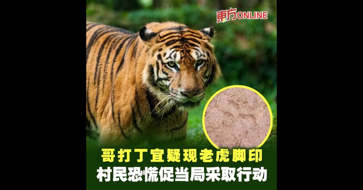 哥打丁宜疑现老虎脚印　村民恐慌促当局采取行动