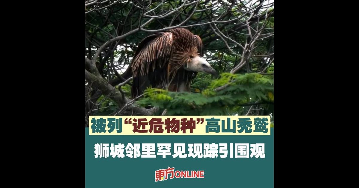 被列“近危物种”高山秃鹫　狮城邻里罕见现踪引围观