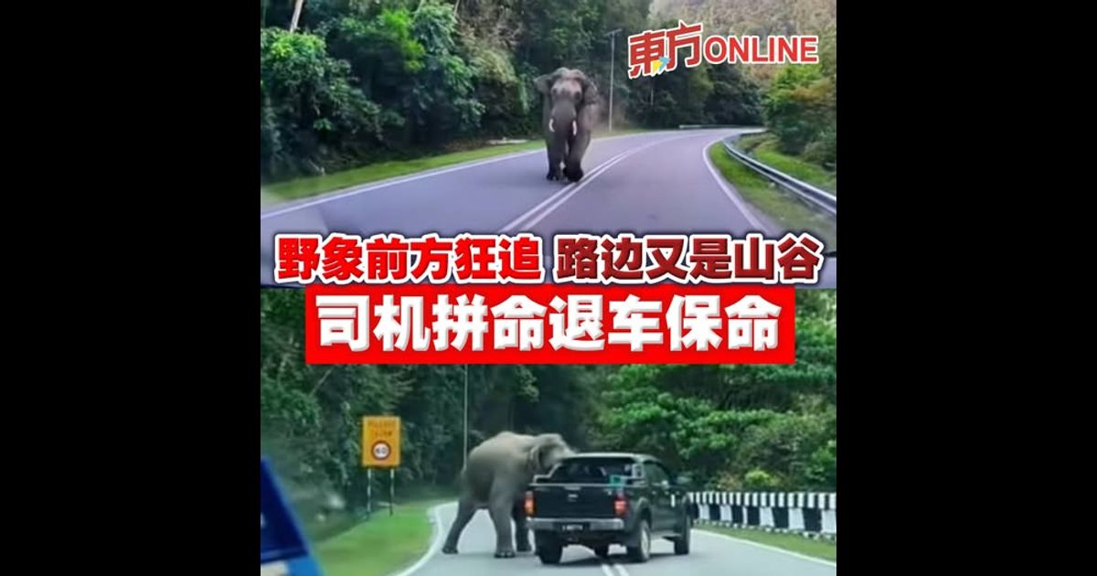 野象前方狂追　路边又是山谷　司机拼命退车保命