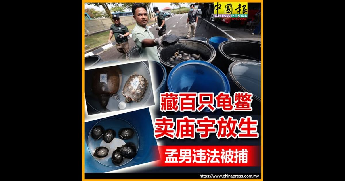 藏百只龟鳖 卖庙宇放生 孟男违法被捕