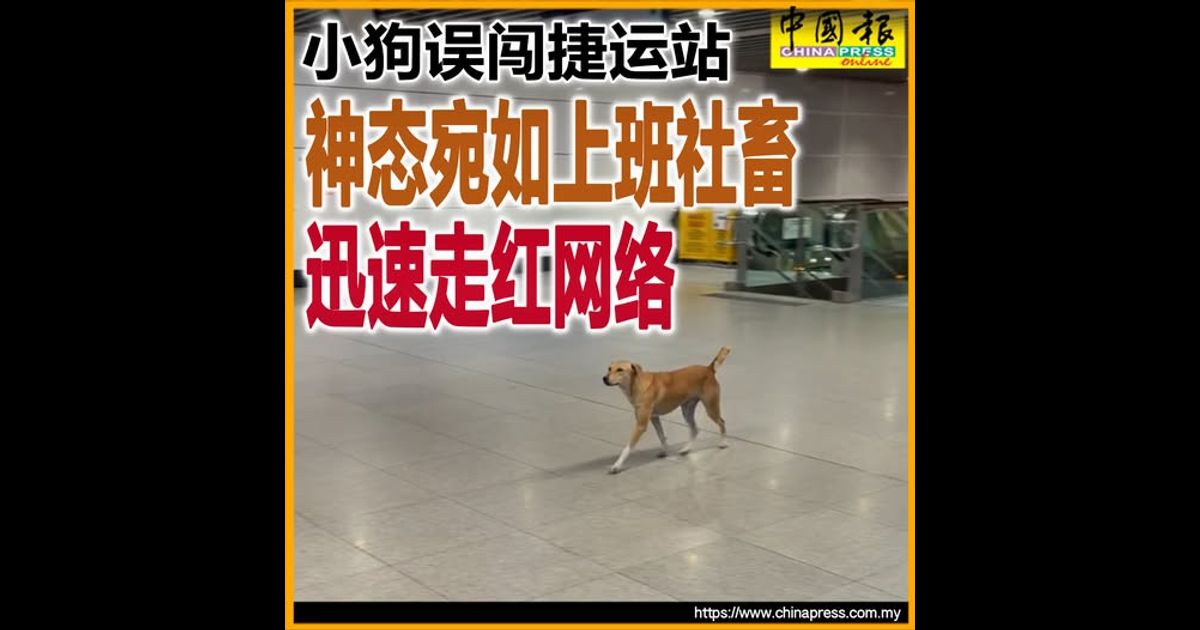 小狗误闯捷运站 神态宛如上班社畜 迅速走红网络