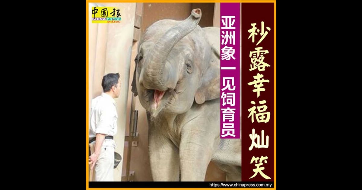 亚洲象一见饲育员 秒露幸福灿笑