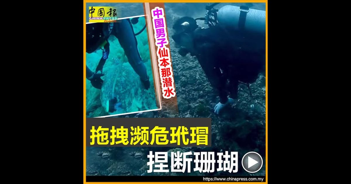中国男子仙本那潜水 拖拽濒危玳瑁 捏断珊瑚